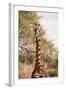 Endemic Thornicroft Giraffe-Michele Westmorland-Framed Photographic Print