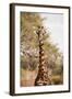 Endemic Thornicroft Giraffe-Michele Westmorland-Framed Photographic Print