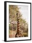 Endemic Thornicroft Giraffe-Michele Westmorland-Framed Photographic Print