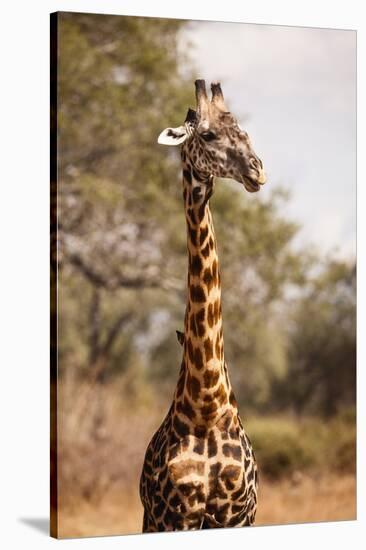 Endemic Thornicroft Giraffe-Michele Westmorland-Stretched Canvas