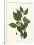 Gramercy White