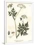 Gramercy White