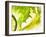 Endive with a Slice of Lime-Peter Rees-Framed Photographic Print