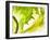 Endive with a Slice of Lime-Peter Rees-Framed Photographic Print