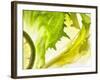 Endive with a Slice of Lime-Peter Rees-Framed Photographic Print