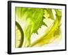 Endive with a Slice of Lime-Peter Rees-Framed Photographic Print
