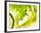 Endive with a Slice of Lime-Peter Rees-Framed Photographic Print