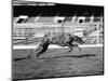 Endless Gossip Racing at White City Stadium-null-Mounted Photographic Print