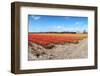 Endless Tulips-Corepics-Framed Photographic Print