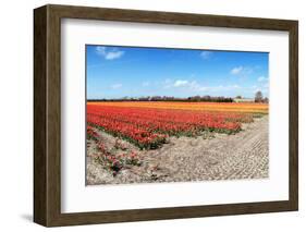 Endless Tulips-Corepics-Framed Photographic Print