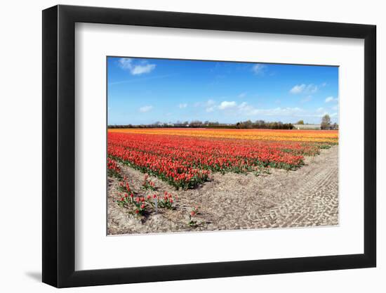 Endless Tulips-Corepics-Framed Photographic Print