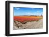 Endless Tulips-Corepics-Framed Photographic Print