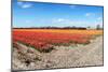 Endless Tulips-Corepics-Mounted Photographic Print