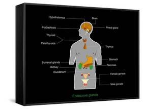 Endocrine System, Artwork-Francis Leroy-Framed Stretched Canvas