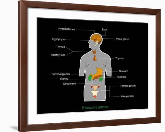 Endocrine System, Artwork-Francis Leroy-Framed Photographic Print