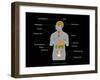 Endocrine System, Artwork-Francis Leroy-Framed Photographic Print