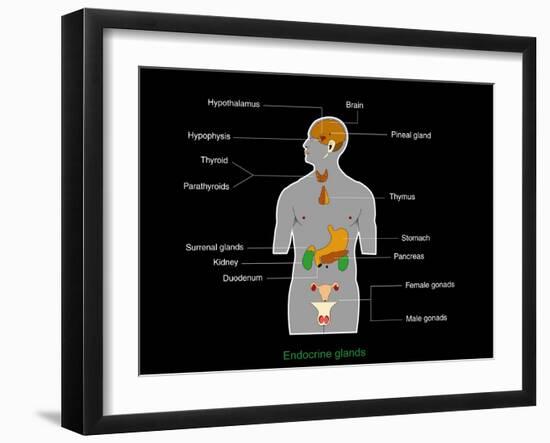 Endocrine System, Artwork-Francis Leroy-Framed Photographic Print