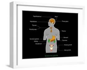 Endocrine System, Artwork-Francis Leroy-Framed Photographic Print