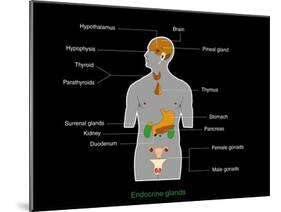 Endocrine System, Artwork-Francis Leroy-Mounted Photographic Print