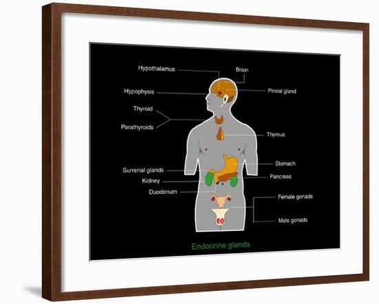 Endocrine System, Artwork-Francis Leroy-Framed Photographic Print