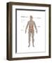 Endocrine System in Female Anatomy-Gwen Shockey-Framed Art Print