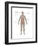 Endocrine System in Female Anatomy-Gwen Shockey-Framed Art Print