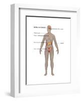 Endocrine System in Female Anatomy-Gwen Shockey-Framed Art Print