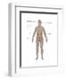 Endocrine System in Female Anatomy-Gwen Shockey-Framed Art Print