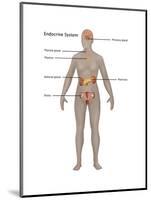 Endocrine System in Female Anatomy-Gwen Shockey-Mounted Art Print