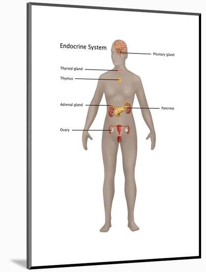 Endocrine System in Female Anatomy-Gwen Shockey-Mounted Art Print