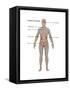 Endocrine System in Female Anatomy-Gwen Shockey-Framed Stretched Canvas