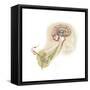 Endorphins Released in the Hypothalamus Travel Down the Spinal Cord-null-Framed Stretched Canvas