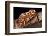 Endromis Versicolora (Kentish Glory Moth)-Paul Starosta-Framed Photographic Print