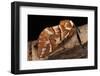 Endromis Versicolora (Kentish Glory Moth)-Paul Starosta-Framed Photographic Print