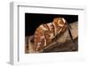 Endromis Versicolora (Kentish Glory Moth)-Paul Starosta-Framed Photographic Print