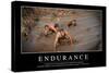 Endurance: Citation Et Affiche D'Inspiration Et Motivation-null-Stretched Canvas