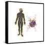 Energy Meridians of the Human Body-null-Framed Stretched Canvas