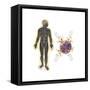 Energy Meridians of the Human Body-null-Framed Stretched Canvas
