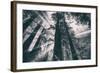 Energy, Redwoods and Morning Light, California Coast-Vincent James-Framed Photographic Print