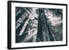 Energy, Redwoods and Morning Light, California Coast-Vincent James-Framed Photographic Print