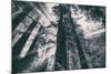 Energy, Redwoods and Morning Light, California Coast-Vincent James-Mounted Photographic Print