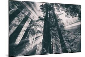 Energy, Redwoods and Morning Light, California Coast-Vincent James-Mounted Photographic Print