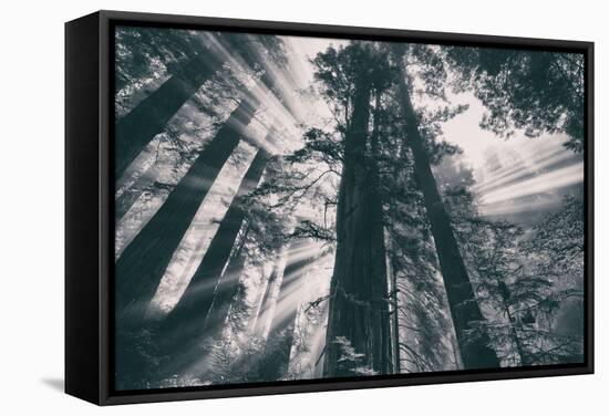 Energy, Redwoods and Morning Light, California Coast-Vincent James-Framed Stretched Canvas