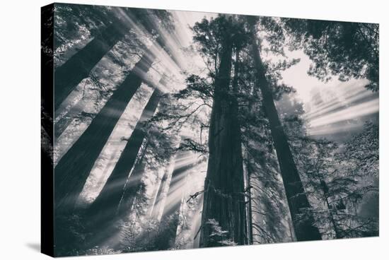 Energy, Redwoods and Morning Light, California Coast-Vincent James-Stretched Canvas