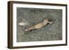 Enfant Nu Etendu Sur La Plage De Portici (Nude on the Beach at Portici) - Peinture De Mariano Fortu-Mariano Fortuny-Framed Giclee Print