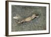 Enfant Nu Etendu Sur La Plage De Portici (Nude on the Beach at Portici) - Peinture De Mariano Fortu-Mariano Fortuny-Framed Giclee Print