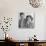 Engagement Portrait of John Kennedy and Jacqueline Bouvier-null-Stretched Canvas displayed on a wall