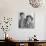 Engagement Portrait of John Kennedy and Jacqueline Bouvier-null-Photo displayed on a wall