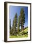 Engelman's Spruce in Rustler's Gulch, Maroon-null-Framed Photographic Print