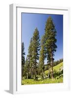 Engelman's Spruce in Rustler's Gulch, Maroon-null-Framed Photographic Print